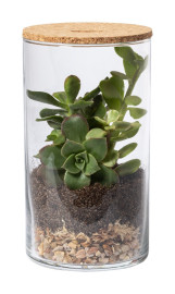 Anymak terrarium