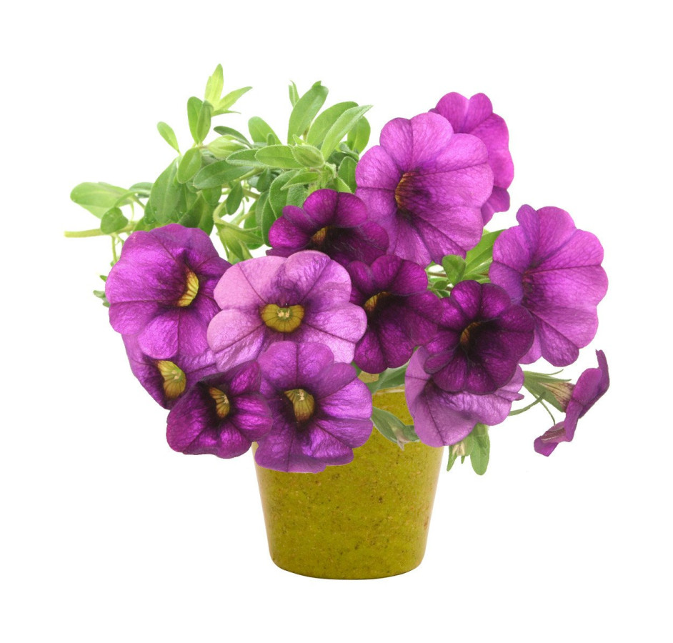 Petunia saksija
