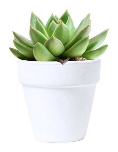 Konte flower pot